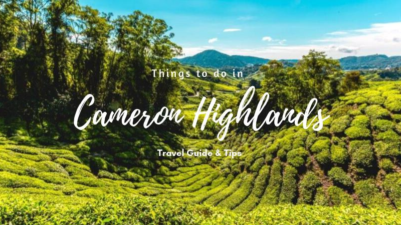 Top Activities in Malaysia's Cameron Highlands